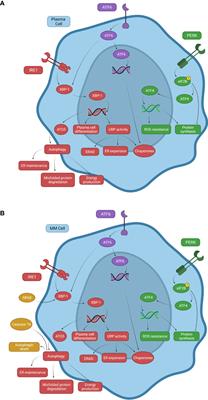 Autophagy and the Bone Marrow Microenvironment: A Review of Protective Factors in the Development and Maintenance of Multiple Myeloma